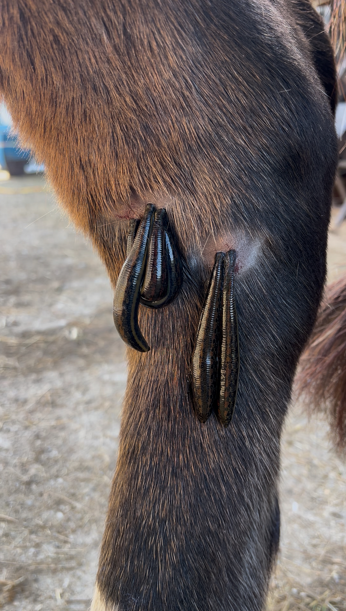 Blutegeltherapie am Pferd