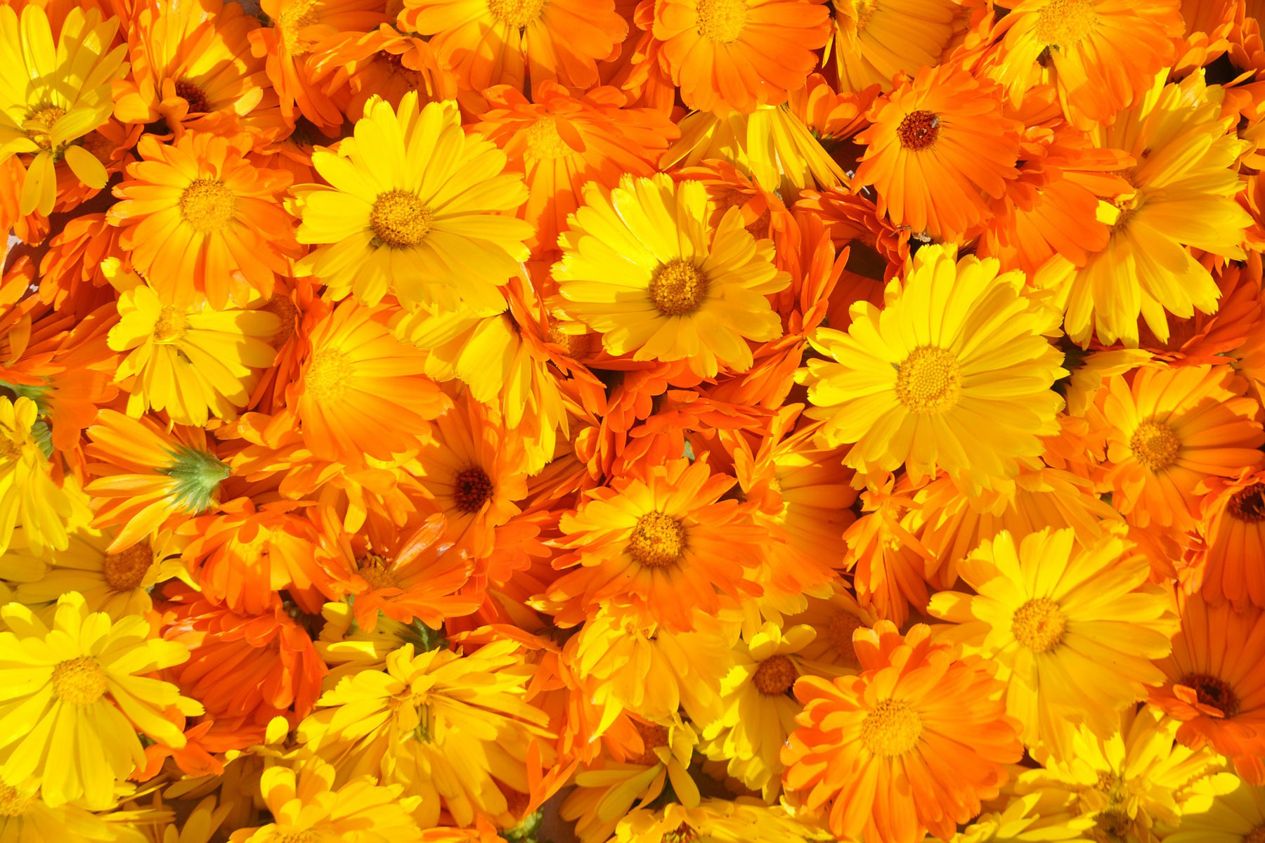 Phytotherapie