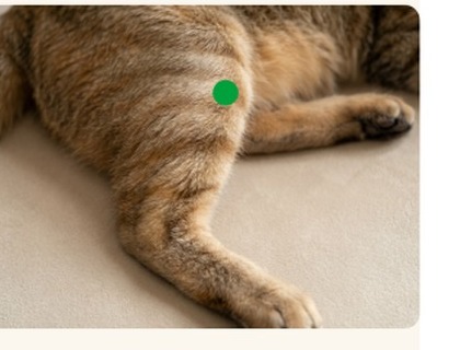 8 wichtige Akupressurpunkte bei der Katze (PDF)