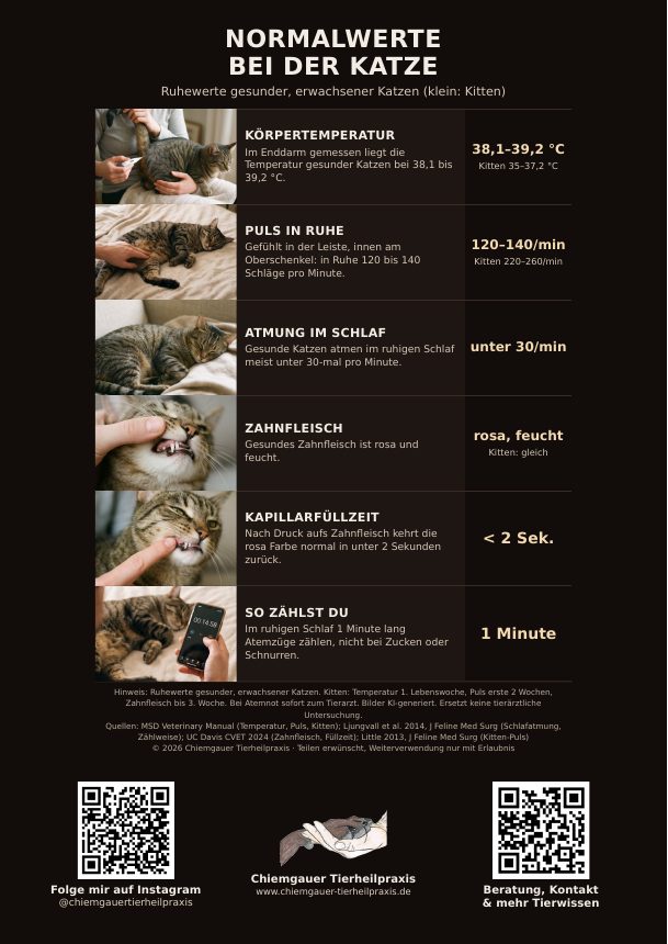 Plakat: Normalwerte bei der Katze mit Temperatur, Puls, Atmung und Zahnfleisch