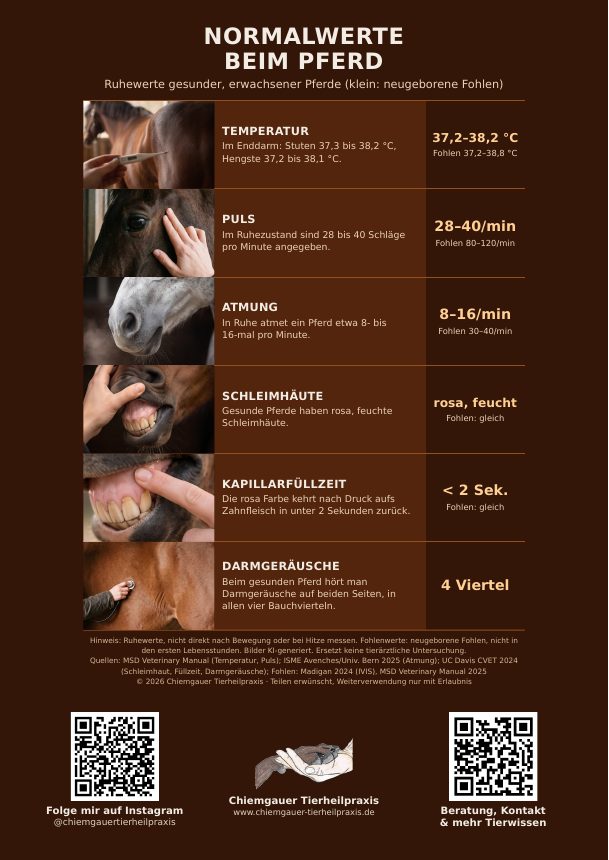 Plakat: Normalwerte beim Pferd mit Temperatur, Puls, Atmung und Schleimhäuten