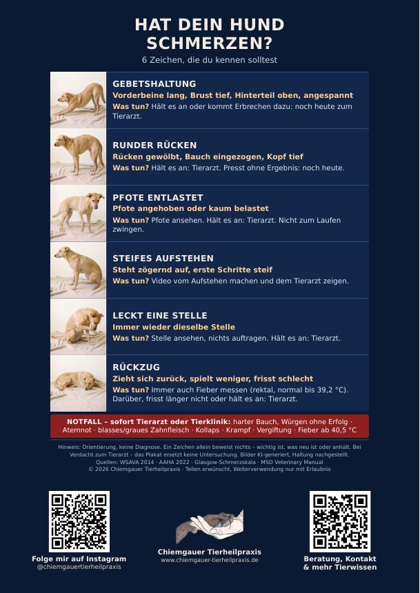 Plakat: sechs Schmerzzeichen beim Hund mit Fotos, Was-tun-Hinweisen und Notfallzeile